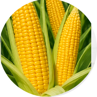 Maize